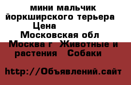 мини мальчик йоркширского терьера › Цена ­ 10 000 - Московская обл., Москва г. Животные и растения » Собаки   